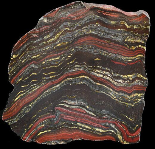 Polished Tiger Iron Stromatolite - ( Billion Years) #46802